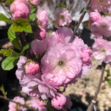Plum - Double Flowering