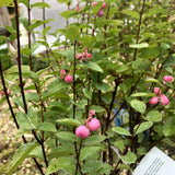 Snowberry - Pinky Promise