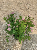 Spirea - Pink Sparkler