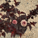 Ninebark - Royal Jubilee