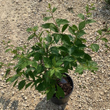 Plum - Double Flowering
