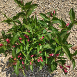 Weigela - Rumba