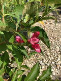 Weigela - Rumba