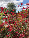 Cranberry - Highbush