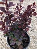 Barberry - Ruby Carousel