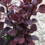 Barberry - Ruby Carousel