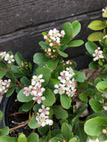 Low Scape Mound Chokeberry