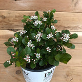 Low Scape Mound Chokeberry