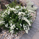 Spirea - Three Lobe