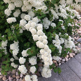 Spirea - Three Lobe