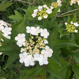 Cranberry - Highbush