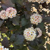 Ninebark - Diabolo