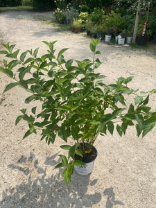 Dogwood - Arctic Fire