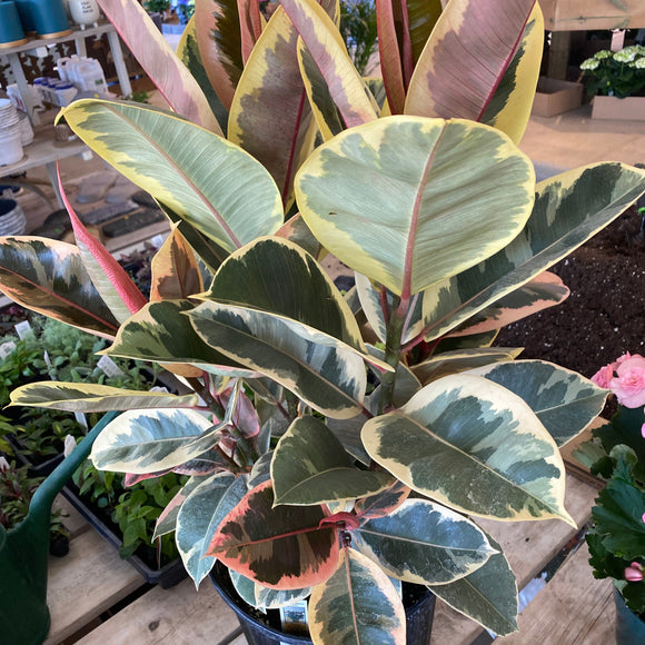 Rubber Tree
