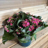 Kalanchoe