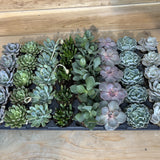 Succulent - Assorted