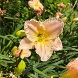 Pink flower with green leaves in a natural setting