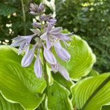 Hosta