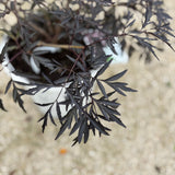 Elder - Black Lace