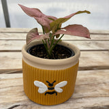 Tropical Planter
