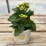 Tropical Planter