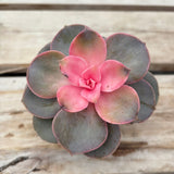 Succulent - Assorted