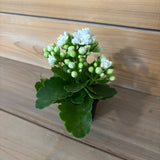 Kalanchoe