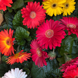 Gerbera Daisy