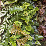 Fern - Assorted