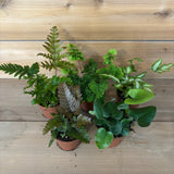 Fern - Assorted