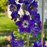 Delphinium