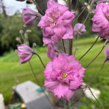 Delphinium