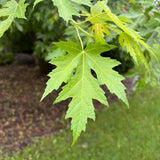 Maple - Silver Cloud