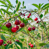 Cherry - Romeo