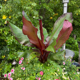 Banana - Red