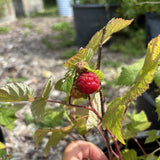 Raspberry - Double Delight