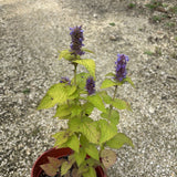 Anise-Hyssop