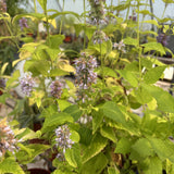 Anise-Hyssop