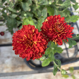 Garden Mum