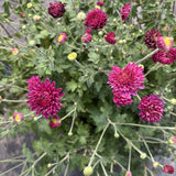 Garden Mum
