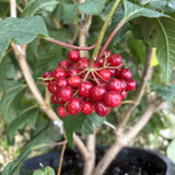 Cranberry - Highbush