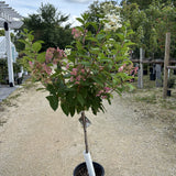 Treeform - Quickfire Hydrangea