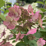 Treeform - Quickfire Hydrangea