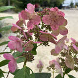 Treeform - Quickfire Hydrangea