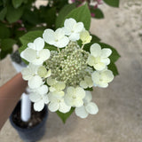 Treeform - Quickfire Hydrangea
