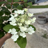Treeform - Quickfire Hydrangea