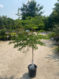 Coffee Tree - Kentucky