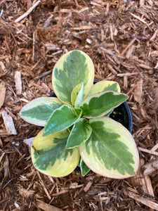 Peperomia
