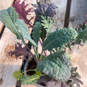 Kale