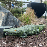 Alligator